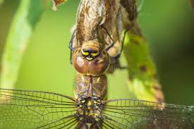 Attēlu rezultāti vaicājumam “Aeshna mixta female”