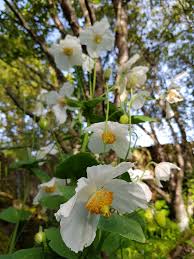 Image result for Meconopsis betonicifolia alba