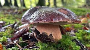 Attēlu rezultāti vaicājumam “Boletus pinophilus”