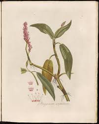 Attēlu rezultāti vaicājumam “Polygonum amphibium”