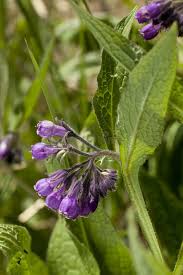 Attēlu rezultāti vaicājumam “Symphytum officinale leaf”