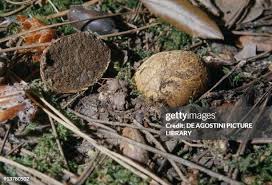 Attēlu rezultāti vaicājumam “Rhizopogon luteolus”