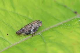 Attēlu rezultāti vaicājumam “Aphrophora alni”