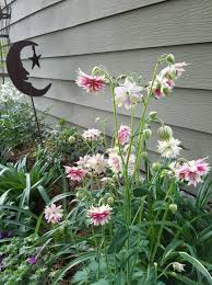 Image result for Aquilegia vulgaris `Nora Barlow`