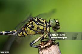 Attēlu rezultāti vaicājumam “Onychogomphus forcipatus”