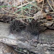 Attēlu rezultāti vaicājumam “Stemonitis lignicola spores”