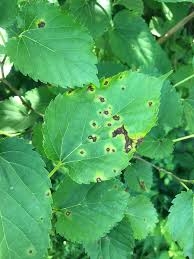 Attēlu rezultāti vaicājumam “Mycosphaerella ulmi”