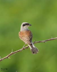 Attēlu rezultāti vaicājumam “Lanius collurio”