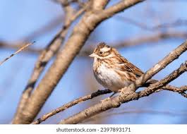 Image result for Emberiza rustica