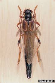 Attēlu rezultāti vaicājumam “Necydalis major”