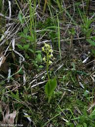 Attēlu rezultāti vaicājumam “Liparis loeselii flower”