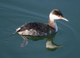 Image result for Podiceps auritus