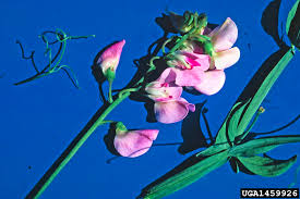 Attēlu rezultāti vaicājumam “Lathyrus latifolius flower”
