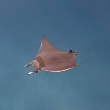 Image result for Mobula thurstoni