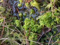 Attēlu rezultāti vaicājumam “Sphagnum angustifolium”