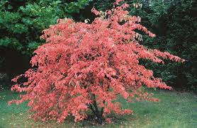 Attēlu rezultāti vaicājumam “Amelanchier canadensis”