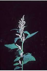 Image result for Chenopodium album