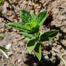 Attēlu rezultāti vaicājumam “Epilobium hirsutum leaf”
