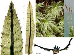 Attēlu rezultāti vaicājumam “Atrichum flavisetum”