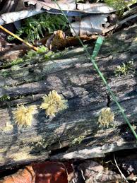 Attēlu rezultāti vaicājumam “Symphytocarpus flaccidus stalked”