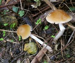 Attēlu rezultāti vaicājumam “Badhamia lilacina young”