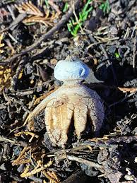 Attēlu rezultāti vaicājumam “Geastrum quadrifidum”