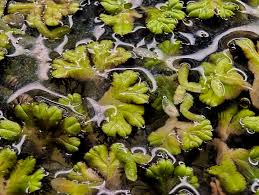 Attēlu rezultāti vaicājumam “Ricciocarpos natans”