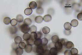 Attēlu rezultāti vaicājumam “Physarum oblatum macro”