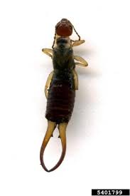 Attēlu rezultāti vaicājumam “Forficula auricularia”