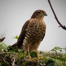 Attēlu rezultāti vaicājumam “Accipiter nisus”