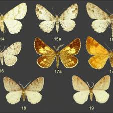 Attēlu rezultāti vaicājumam “Scardia boletella exuvia”