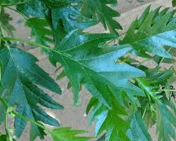 Attēlu rezultāti vaicājumam “Alnus glutinosa leaf”