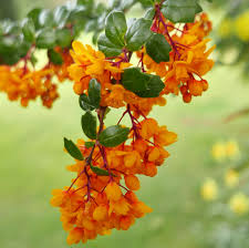Attēlu rezultāti vaicājumam “Berberidaceae”