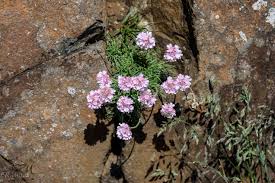 Attēlu rezultāti vaicājumam “Armeria vulgaris flower”