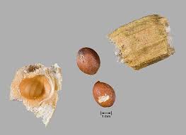 Attēlu rezultāti vaicājumam “Raphanus raphanistrum fruit”