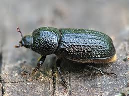 Attēlu rezultāti vaicājumam “Sinodendron cylindricum”