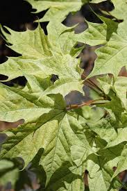 Attēlu rezultāti vaicājumam “Acer platanoides”