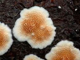 Attēlu rezultāti vaicājumam “Steccherinum ochraceum”