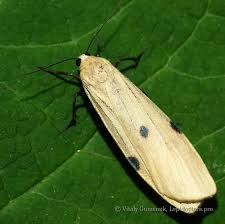 Attēlu rezultāti vaicājumam “Lithosia quadra female”