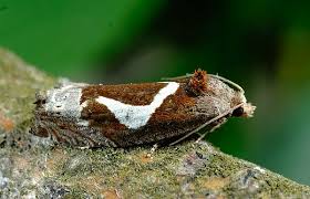 Attēlu rezultāti vaicājumam “Epiblema foenella”