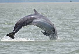 Image result for Tursiops truncatus