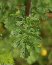 Attēlu rezultāti vaicājumam “Jacobaea vulgaris leaf”
