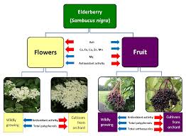 Attēlu rezultāti vaicājumam “Sambucus nigra fruit”