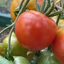 Afbeeldingsresultaat voor bloody butcher tomato