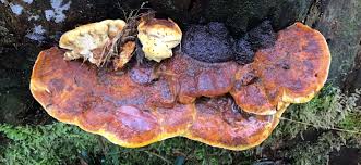 Attēlu rezultāti vaicājumam “Gloeophyllum odoratum”