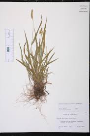 Attēlu rezultāti vaicājumam “Pistillaria sp.”