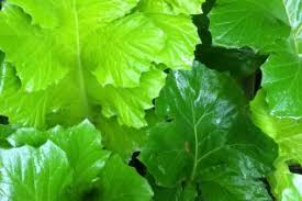 Attēlu rezultāti vaicājumam “Anemone x lipsiensis leaf”