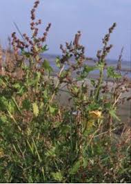 Attēlu rezultāti vaicājumam “Atriplex calotheca leaf”