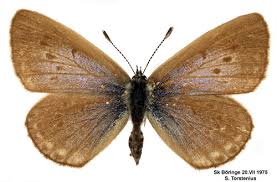 Attēlu rezultāti vaicājumam “Maculinea alcon female”