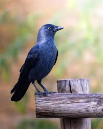 Attēlu rezultāti vaicājumam “Corvus monedula adult”